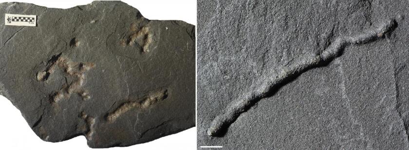 The newly discovered fossils were found in Gabon in Africa, and take the form of tiny tubes with a diameter of a few millimeters