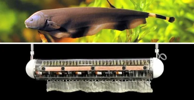 Researchers have created an underwater robot that swims in any direction using just one fin, inspired by the black ghost knife fish (Photos: Northwestern University)