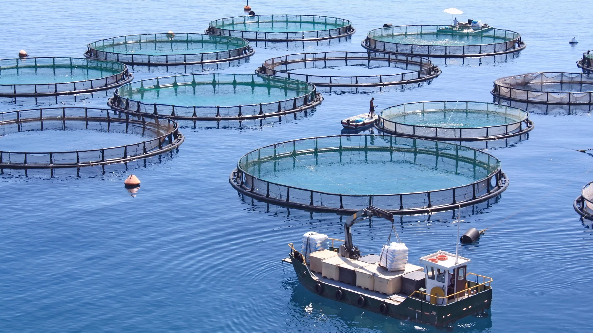 Ocean-farmed fish and seafood could meet global demand using only a tiny fraction of the world's oceans