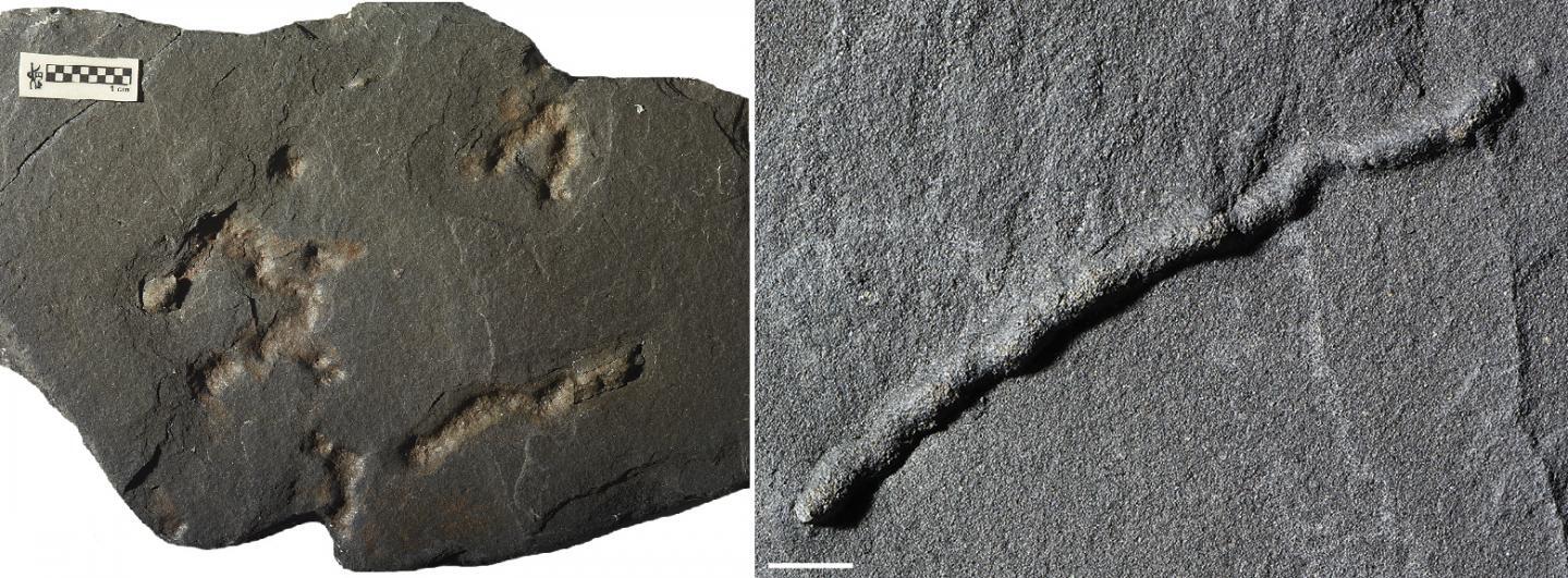 The newly discovered fossils were found in Gabon in Africa, and take the form of tiny tubes with a diameter of a few millimeters