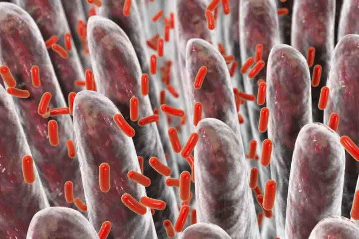 Not all calories are created equal, as a new study highlights how gut bacteria can alter how effectively our bodies metabolize carbohydrates