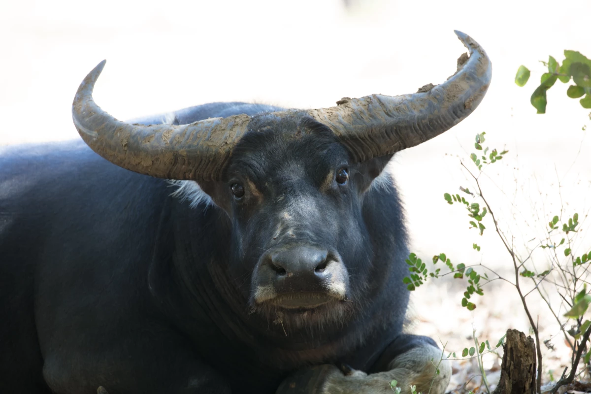 Feral water buffalo in northern Australia