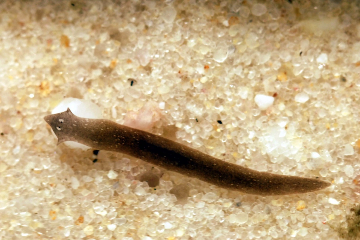 Planarians, or flatworms, are valuable research subjects because of their ability to regenerate
