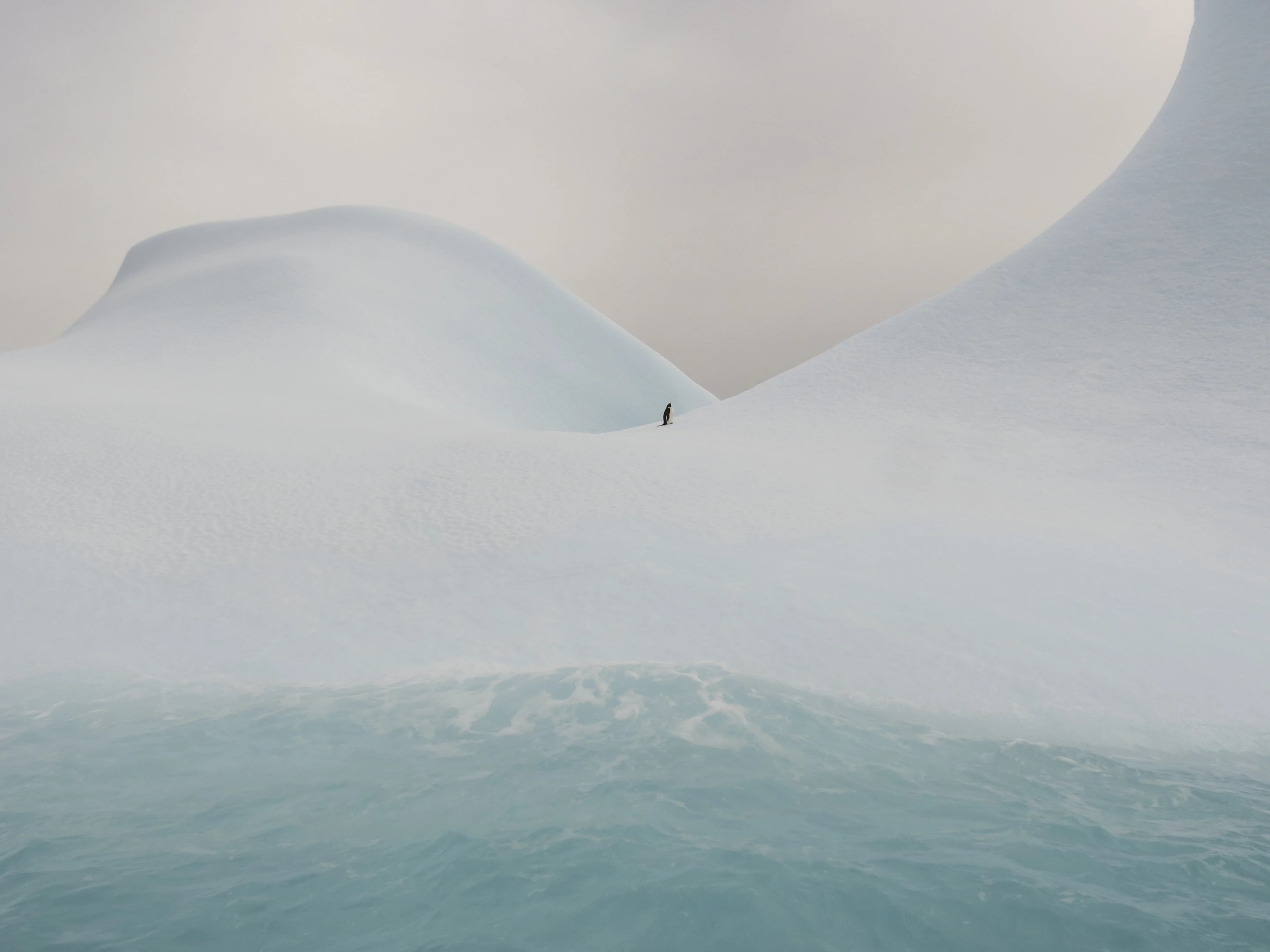 Honorable Mention, Water. Adelie penguin on an iceberg.