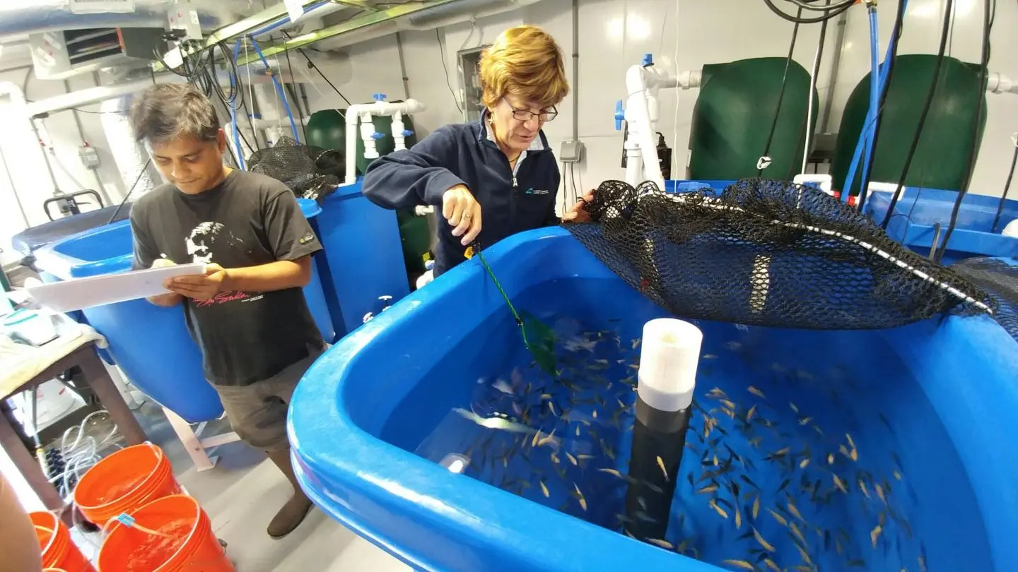 Pallab Sarker and Anne Kapuscinski (who is now at UC Santa Cruz) work with Nile tilapia