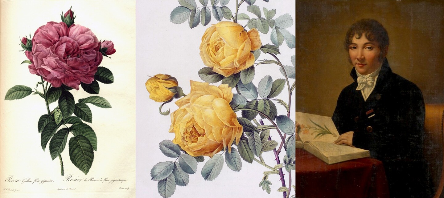 Dutch painter and botanist Pierre Joseph Redouté was nicknamed "the Raphael of flowers" and has been called "the greatest botanical illustrator of all time." He was an official court artist of Queen Marie Antoinette of France, and at a later date, Empress Joséphine de Beauharnais, the first wife of Napoleon Bonaparte became his patron and he became her official artist. Les Roses is one of Redouté 's best known works and most of the roses drawn within it were painted at Malmaison and had been grown by Josephine. Les Roses was published in thirty parts from 1817 to 1825 and was available in four formats. This copy was created as the most desirable and expensive of those formats with the plates both in color and finished by hand, and in black on ochre paper. It sold for $200,000 at Sothebys on October 26, 2017
