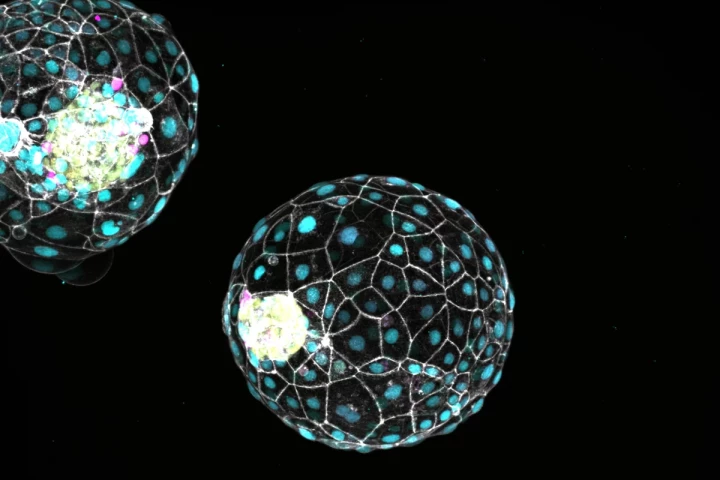 Dormant human blastoids, which could be the first step towards new fertility technologies