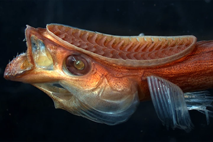 The remora family of fish use an oval suction cup-like organ to attach themselves to other marine creatures – and it's inspired a handy device for drug delivery