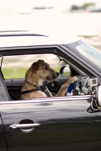 No sticking his head out the window on this trip