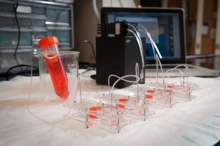 Researchers have combined a miniature models of hearts, lungs and livers into one system, connected with a nutrient-rich fluid to mimic blood, creating a "body-on-a-chip"