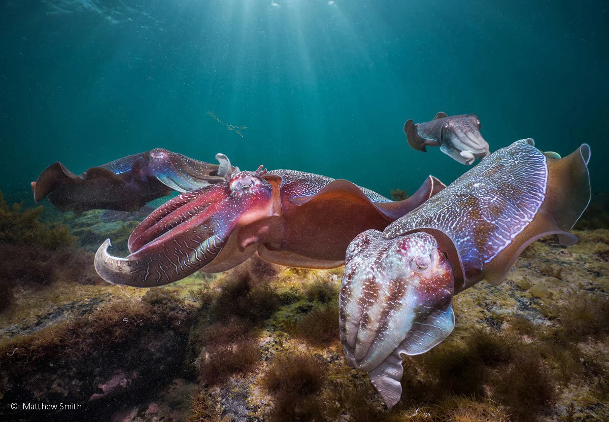 Portfolio Prize winner: Cross Dresser, Giant cuttlefish (Sepia apama), by Matty Smith – Three male cuttlefish surround what they think is a female of the species, but it’s actually another male disguised as a female