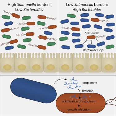 How gut bacteria reduces colonization of Salmonella