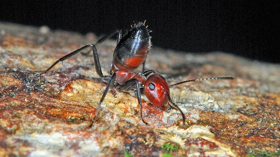 As the first exploding ant described since 1935, Colobopsis explodens has now been selected as the model species for the group