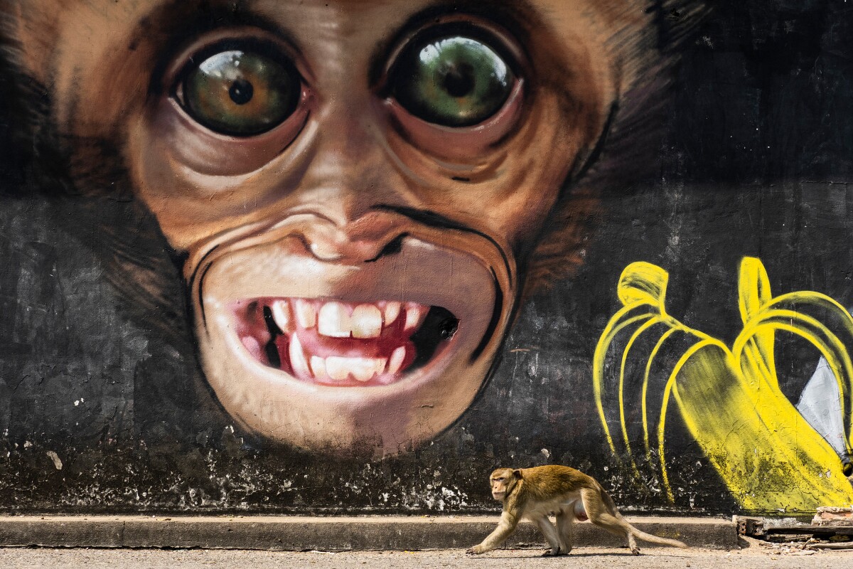Shortlisted in the Natural World & Wildlife category. From a series titled Monkey City, featuring the the town of Lop Buri in Thailand