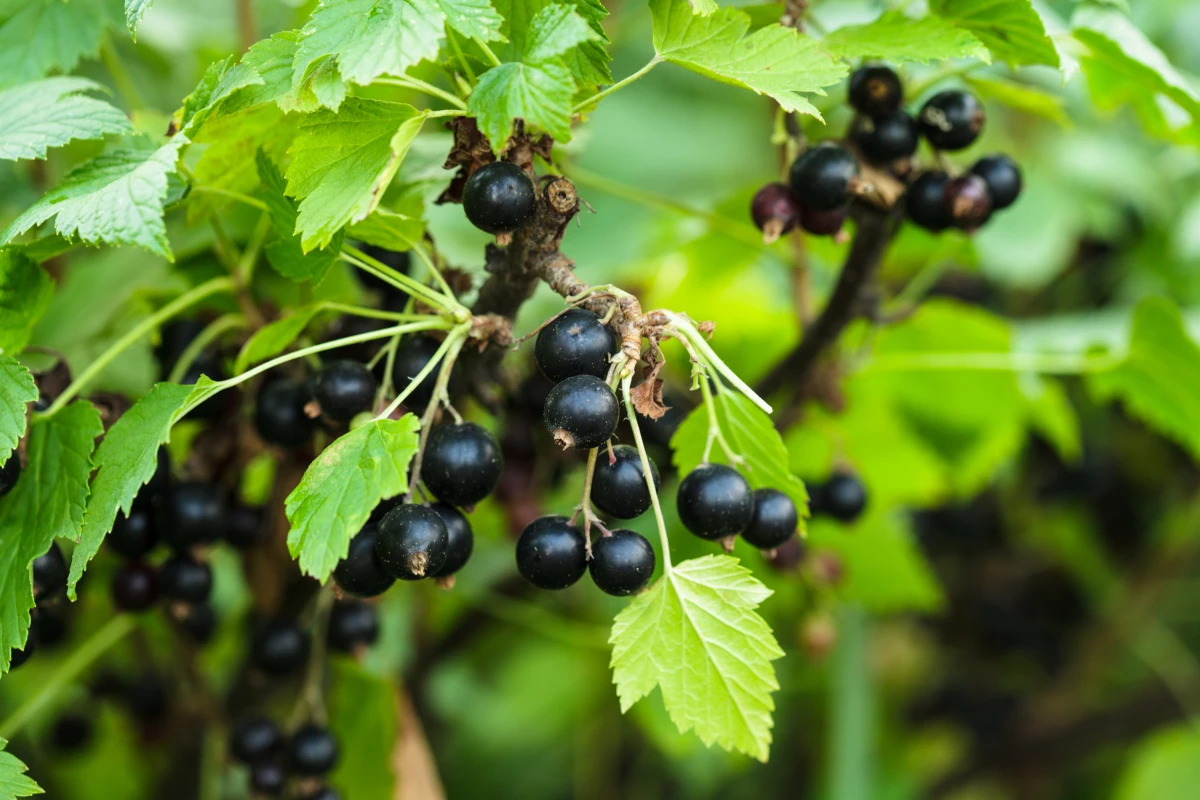 Blackcurrant skins contain pigments called anthocyanins