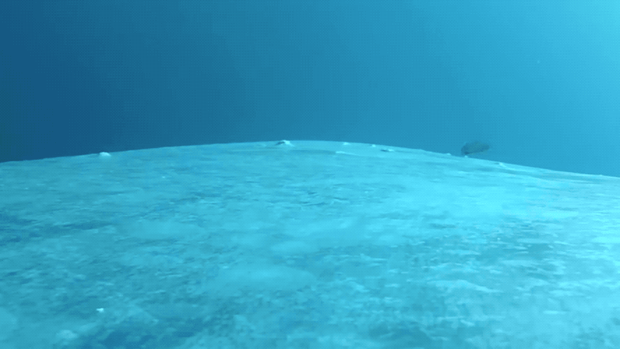 Famed for their ability to latch onto to larger marine animals via high-powered suction cups on their heads, remora are small fish that have long fascinated scientists for the ways they seek transportation and protection
