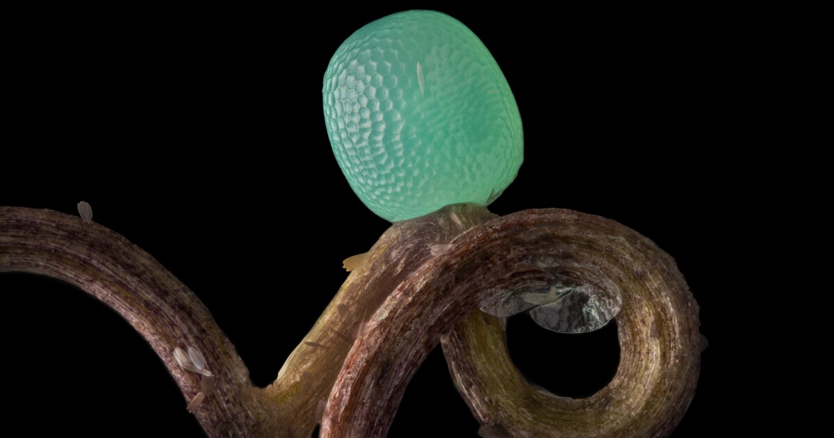 Tiny triumphs in the Nikon Small World photo awards