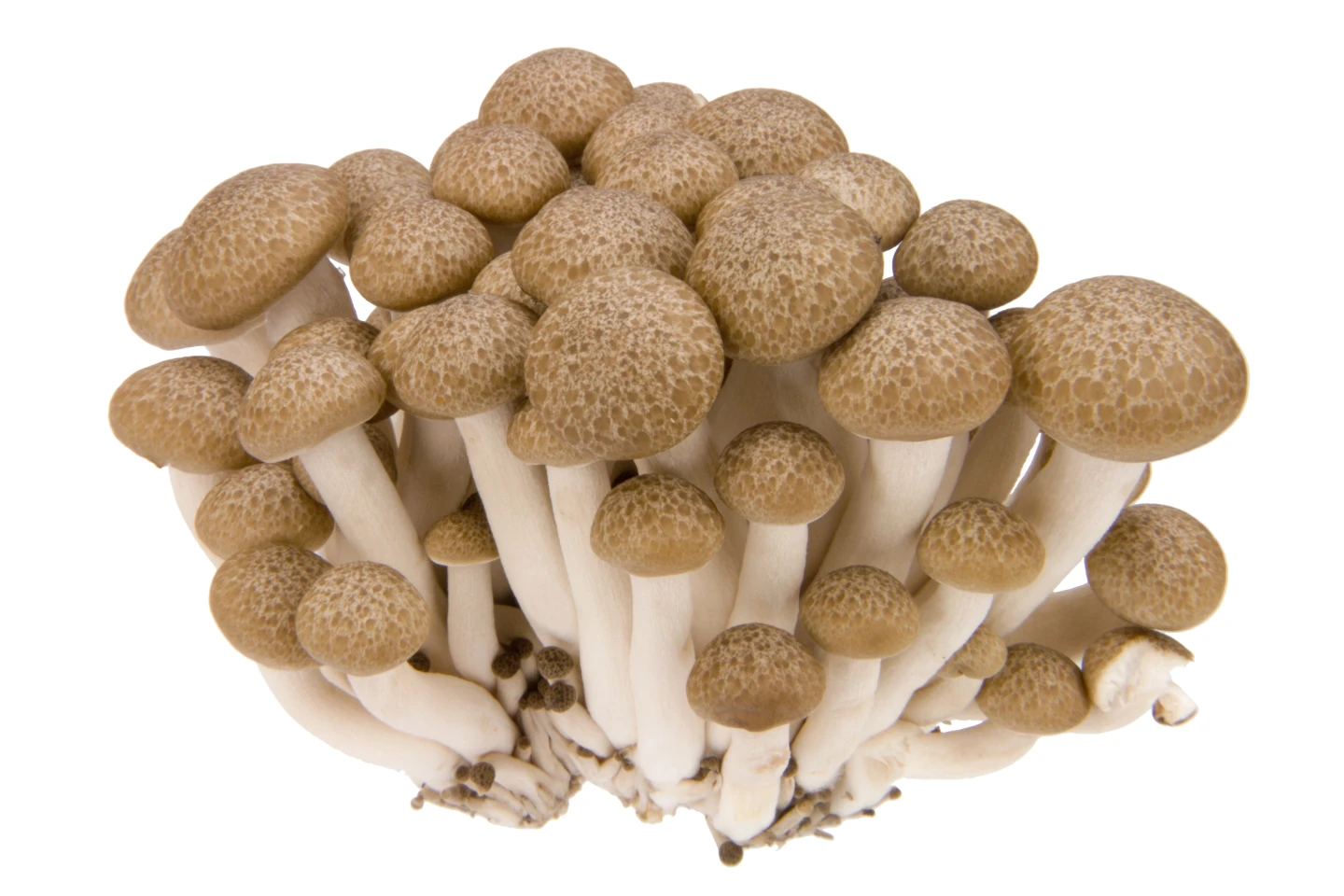 The Hypsizygus marmoreus mushroom