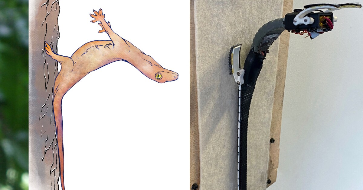 New understanding of gecko touchdown course of could result in nimbler robots