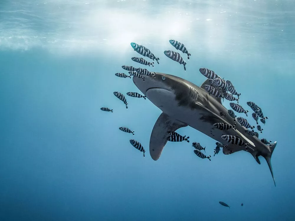 Honorable Mention. Red Sea. An oceanic whitetip shark