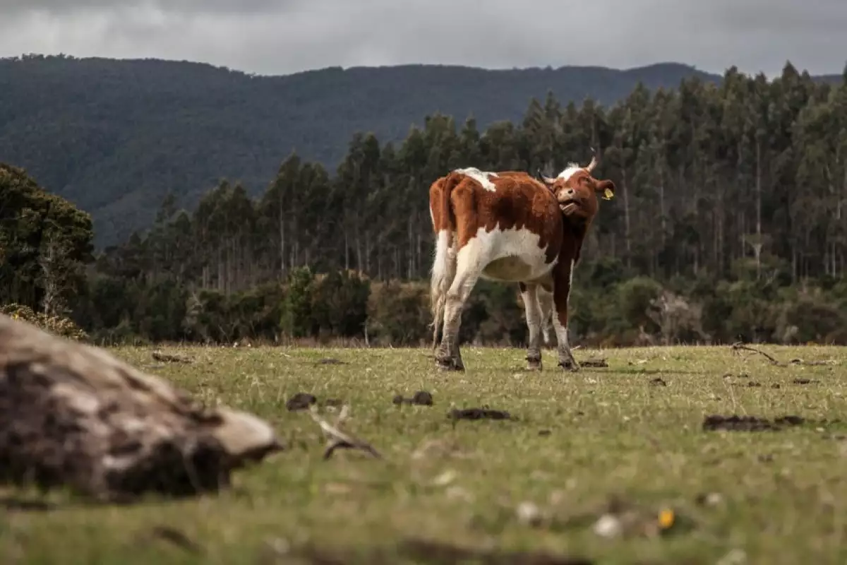Cows are responsible for a large portion of methane emissions from the agriculture sector, but a puffy pink seaweed could put a stop to that