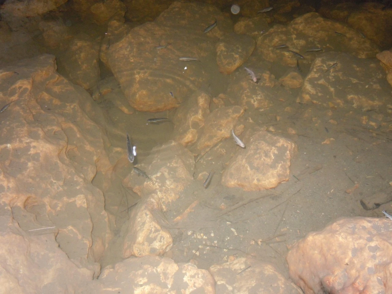 Surface-dwelling cavefish