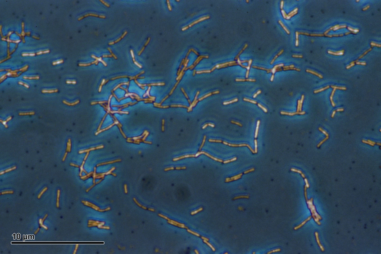 Lactobacillus acidophilus bacteria