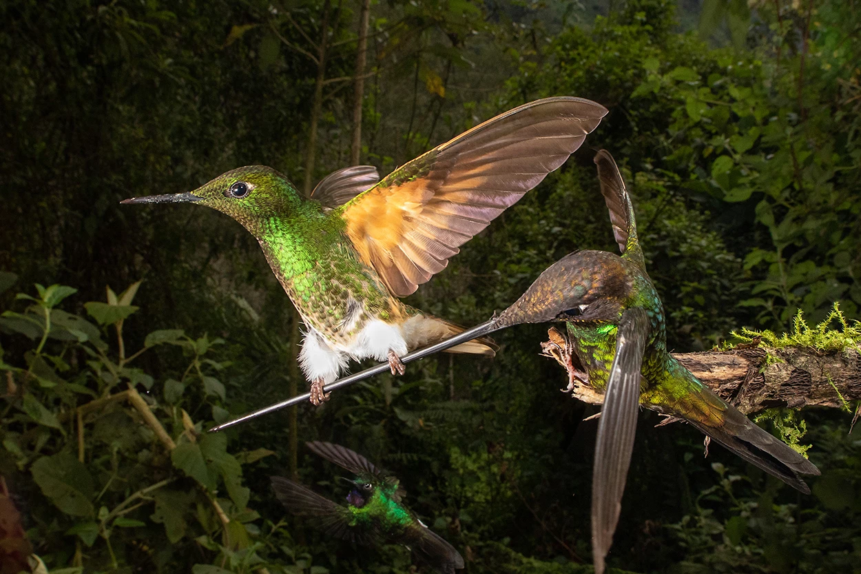 Bronze, Bird Behavior. Ropewalker. Sword-billed Hummingbird (Ensifera ensifera). Papallacta, Ecuador