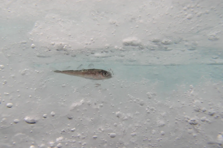 Polymers similar to the proteins found in this Arctic cod could dramatically improve the cryogenic storage of blood