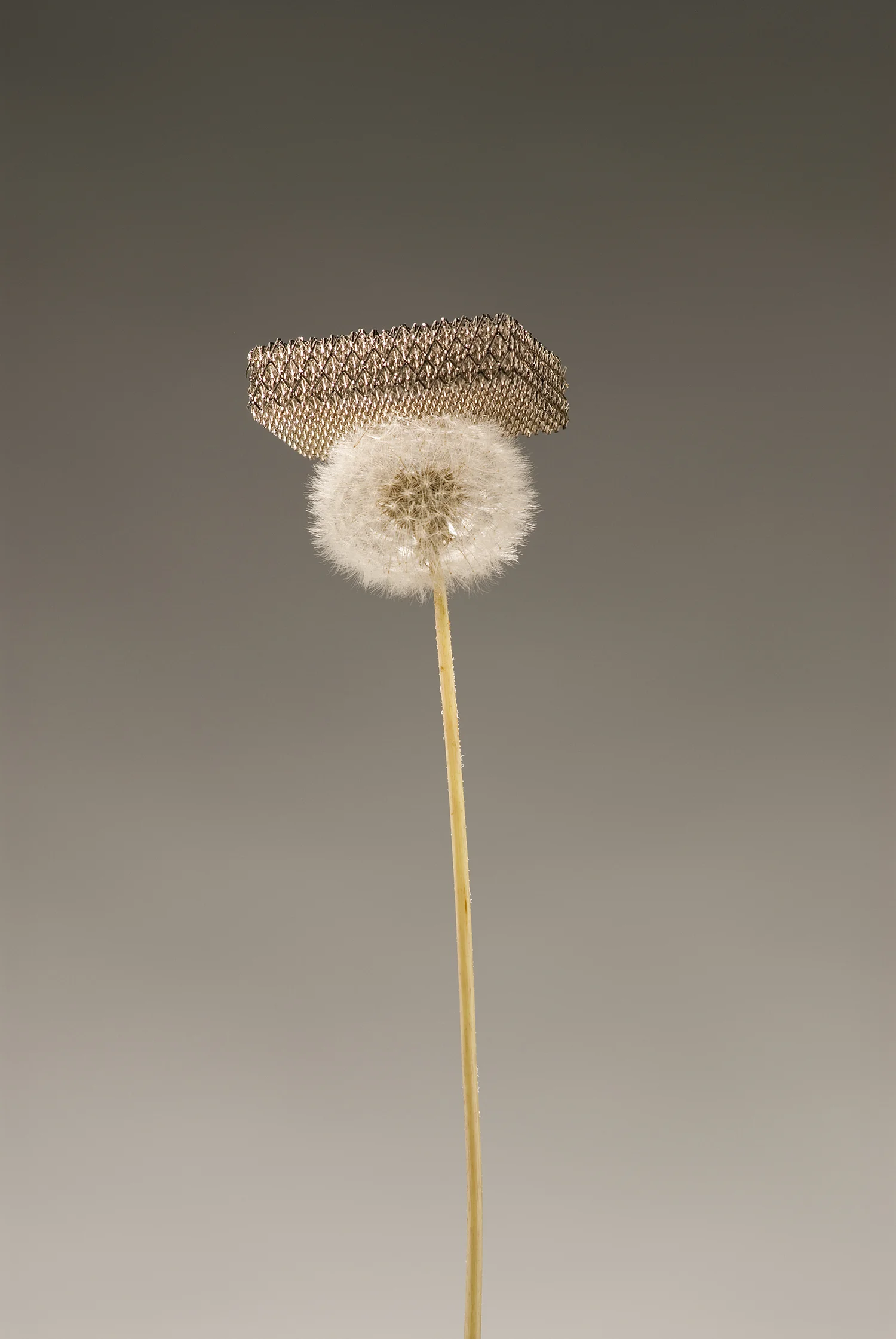 The new micro-lattice material is so light that it can sit atop dandelion fluff without damaging it (Image: Dan Little, HRL Laboratories, LLC)