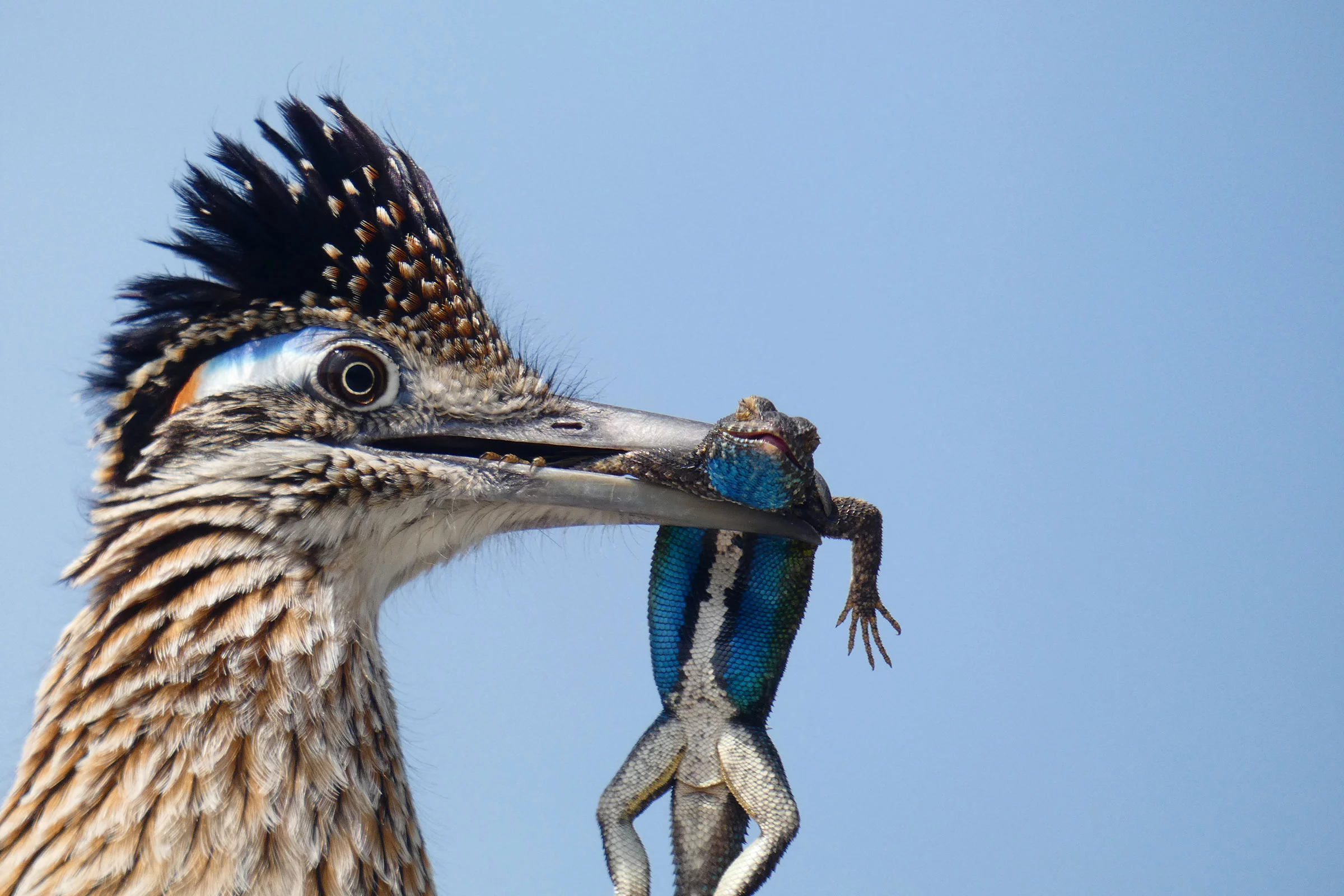 Honorable Mention - Youth. Greater Roadrunner. San Joaquin River Parkway, California, USA