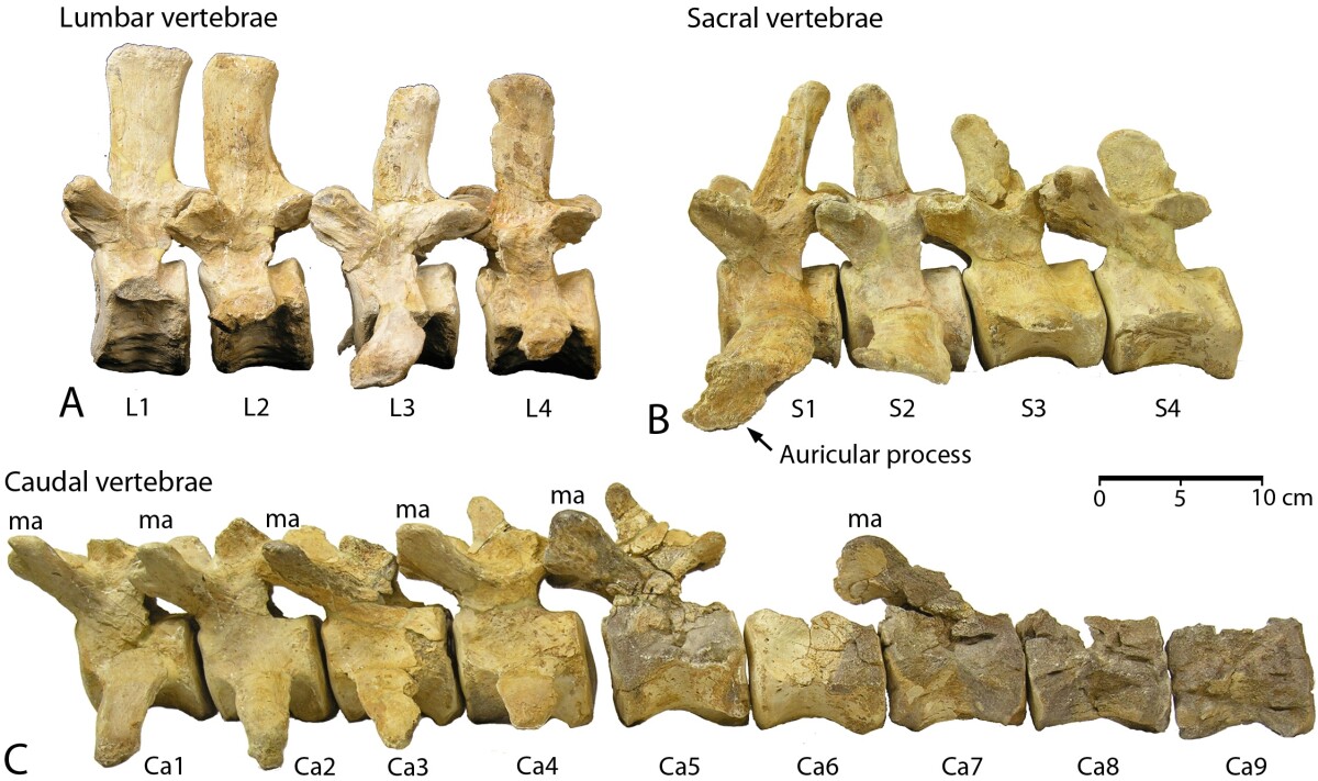 Lumbar, sacral and caudal vertebrae of Aegicetus