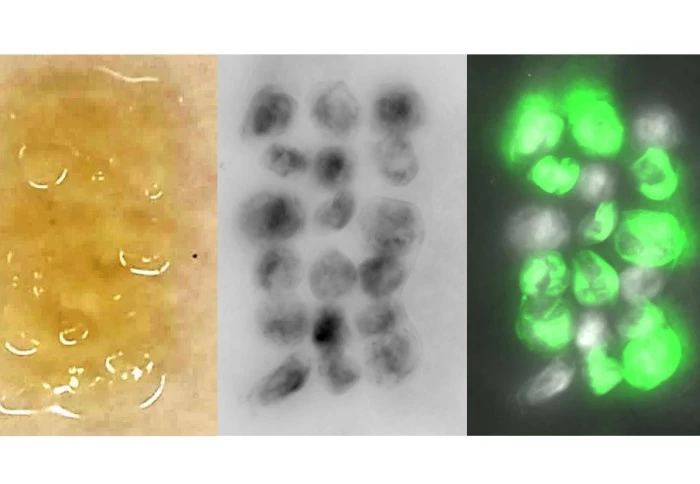 Bacteria were genetically engineered to produced fluorescent cell cultures called spheroids, which act as self-repairing building blocks