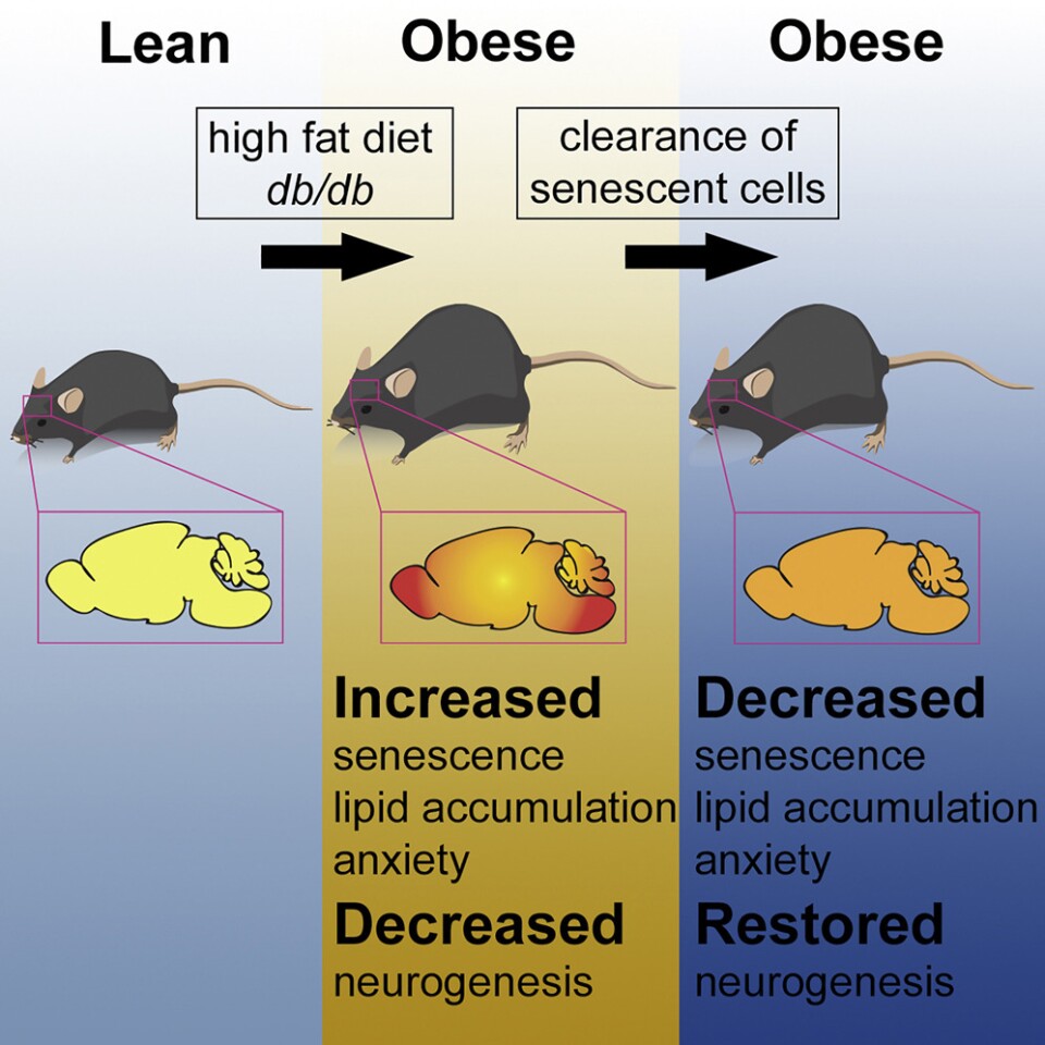 A graphical abstract illustrating the stages of the new research (Credit: Cell Metabolism/CC BY 4.0)