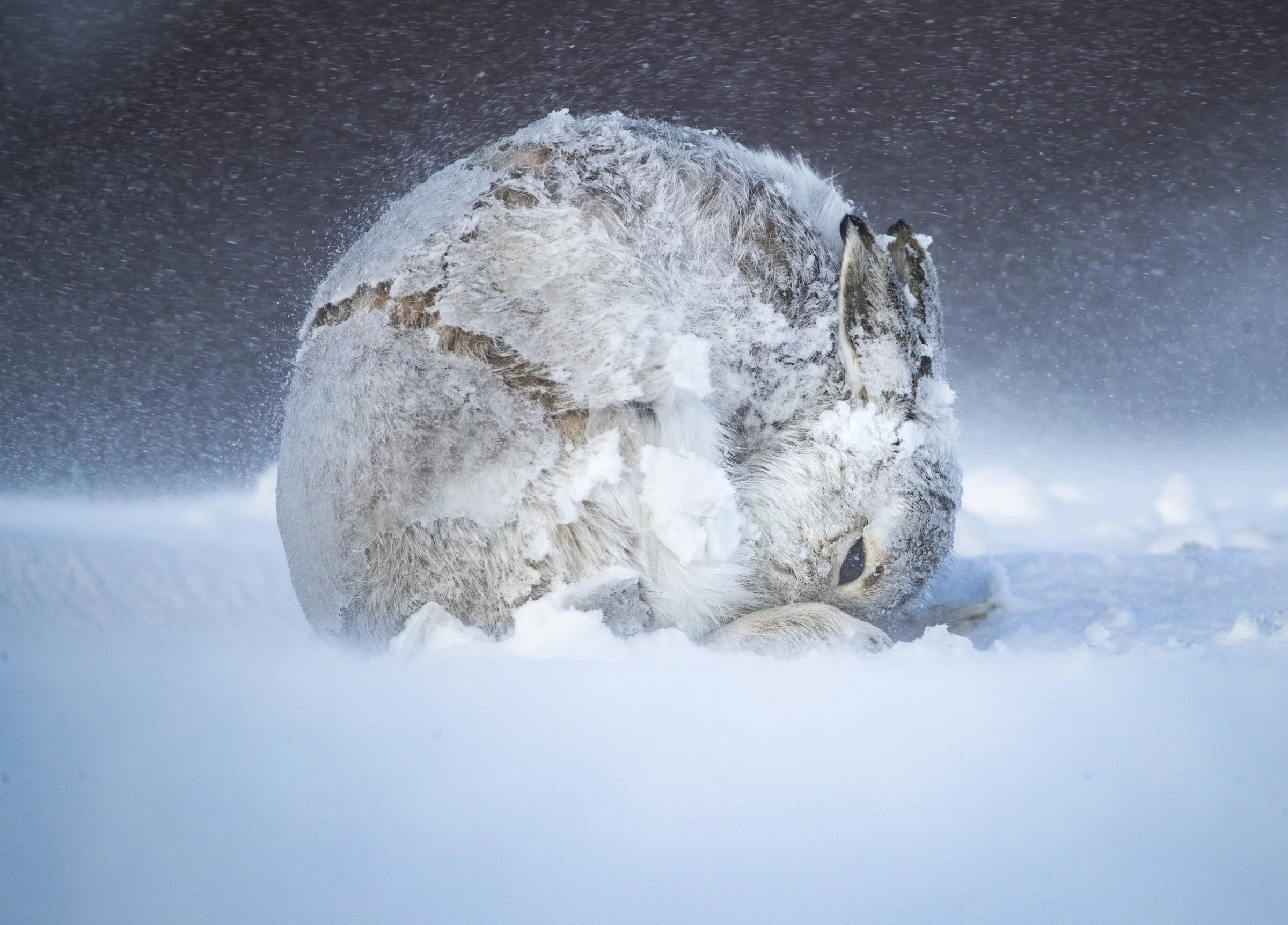 Grand Prize Winner. 'Shelter in Place'. Mountain Hare, Lepus timidus, Cairngorms National Park, Scotland, UK