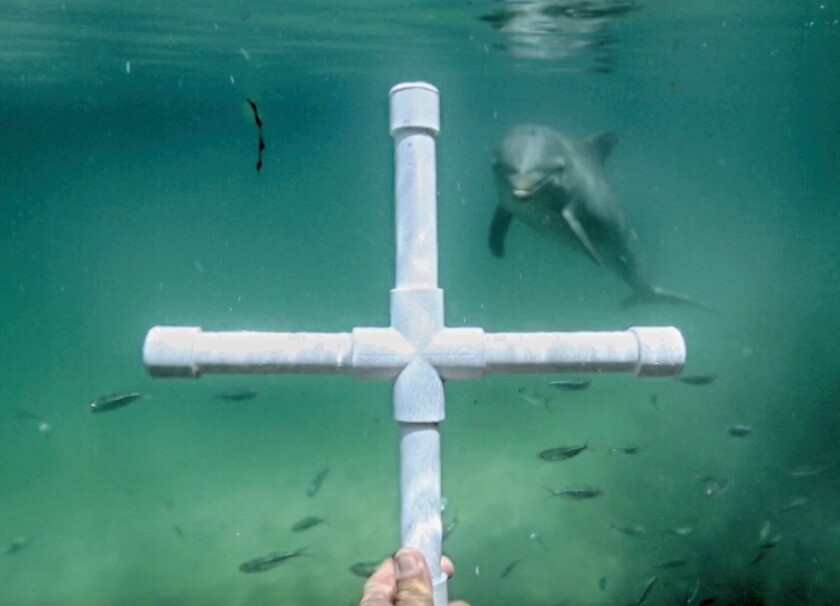 Part of SpeakDolphin's research involved exposing dolphins to objects not found in nature, such as crosses