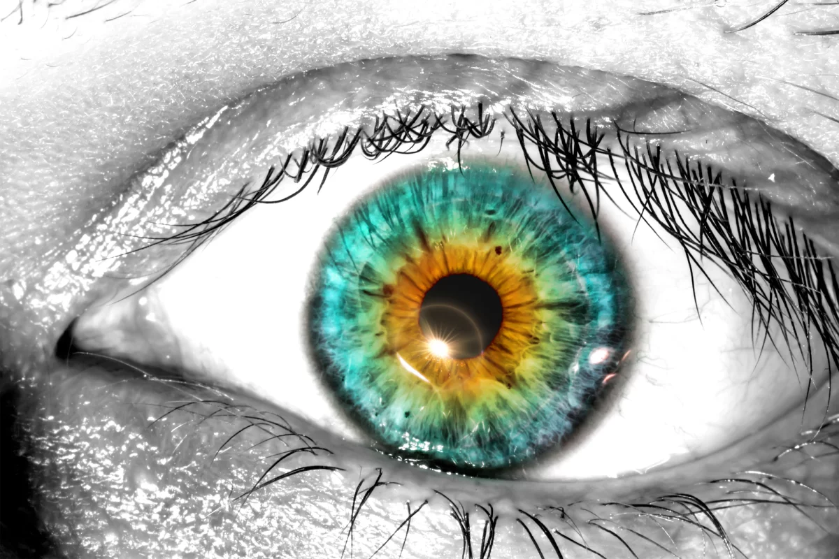 A new study has found that blinking plays a key role in visual processing