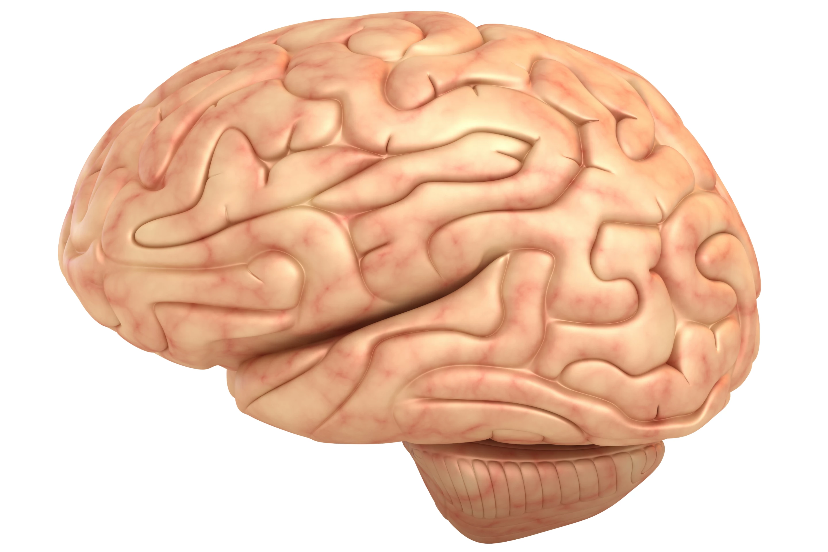 Because brain tissue is much softer than traditional hard implants, the immune system often perceives them as foreign objects