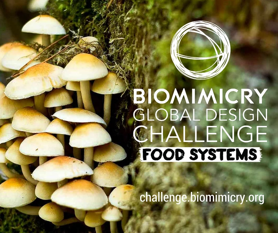 The eight finalists will present their projects at SXSW Eco in Austin, Texas (October 5-7)