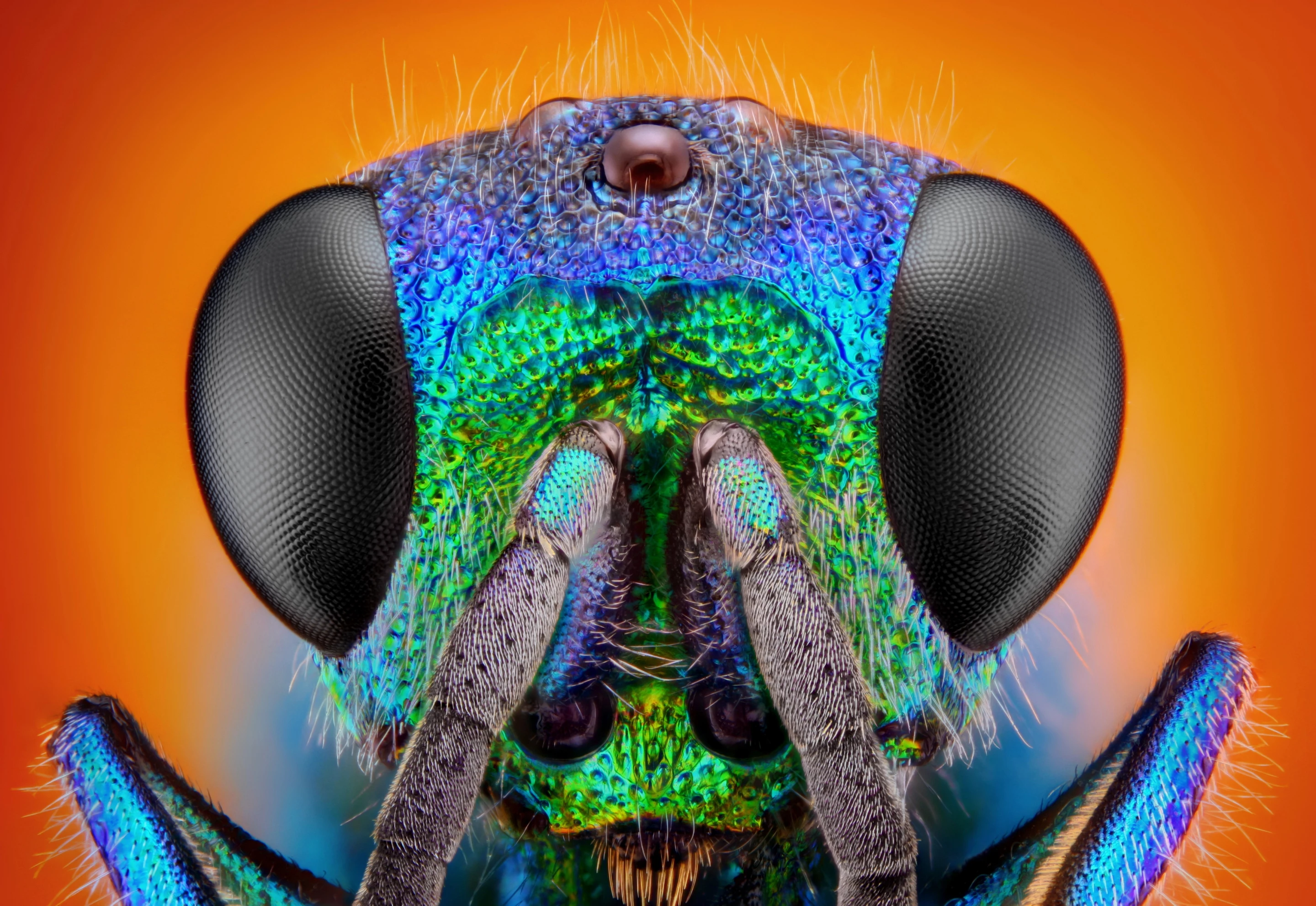 Scientists discover the secret aging power of wasps