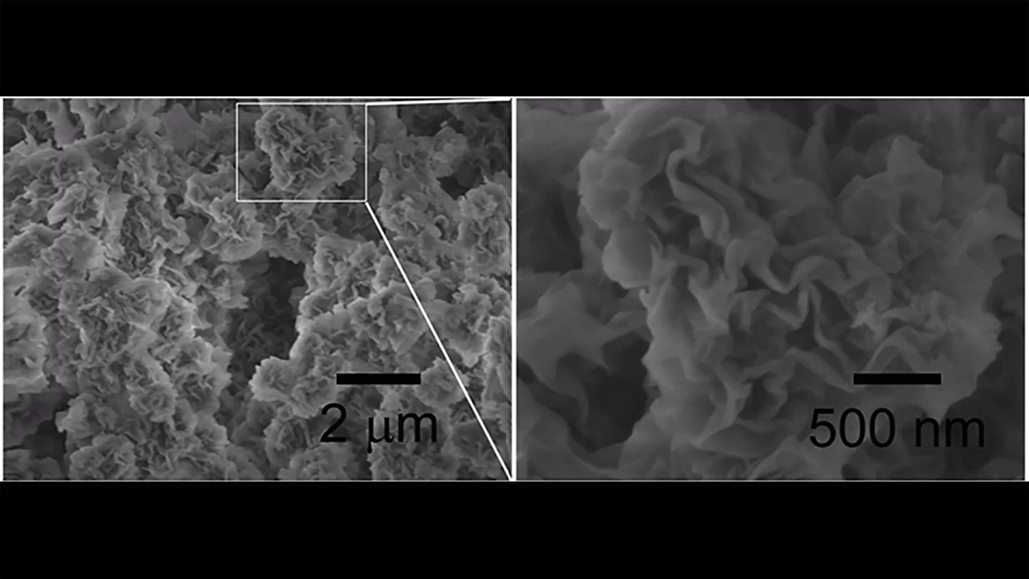 The researchers formed the nanoplates into a coral-like curled structure, allowing them to behave in a similar way to organic coral