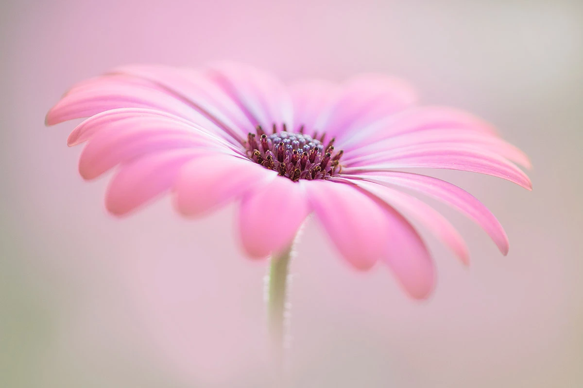Commended, Cape Daisy. Shropshire, England, United Kingdom. "Compact stamens contrast against the soft pink petals of this Osteospermum (cape daisy)."