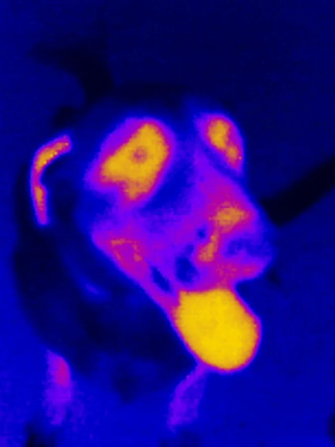 Seek Thermal comes with a choice of color palletes