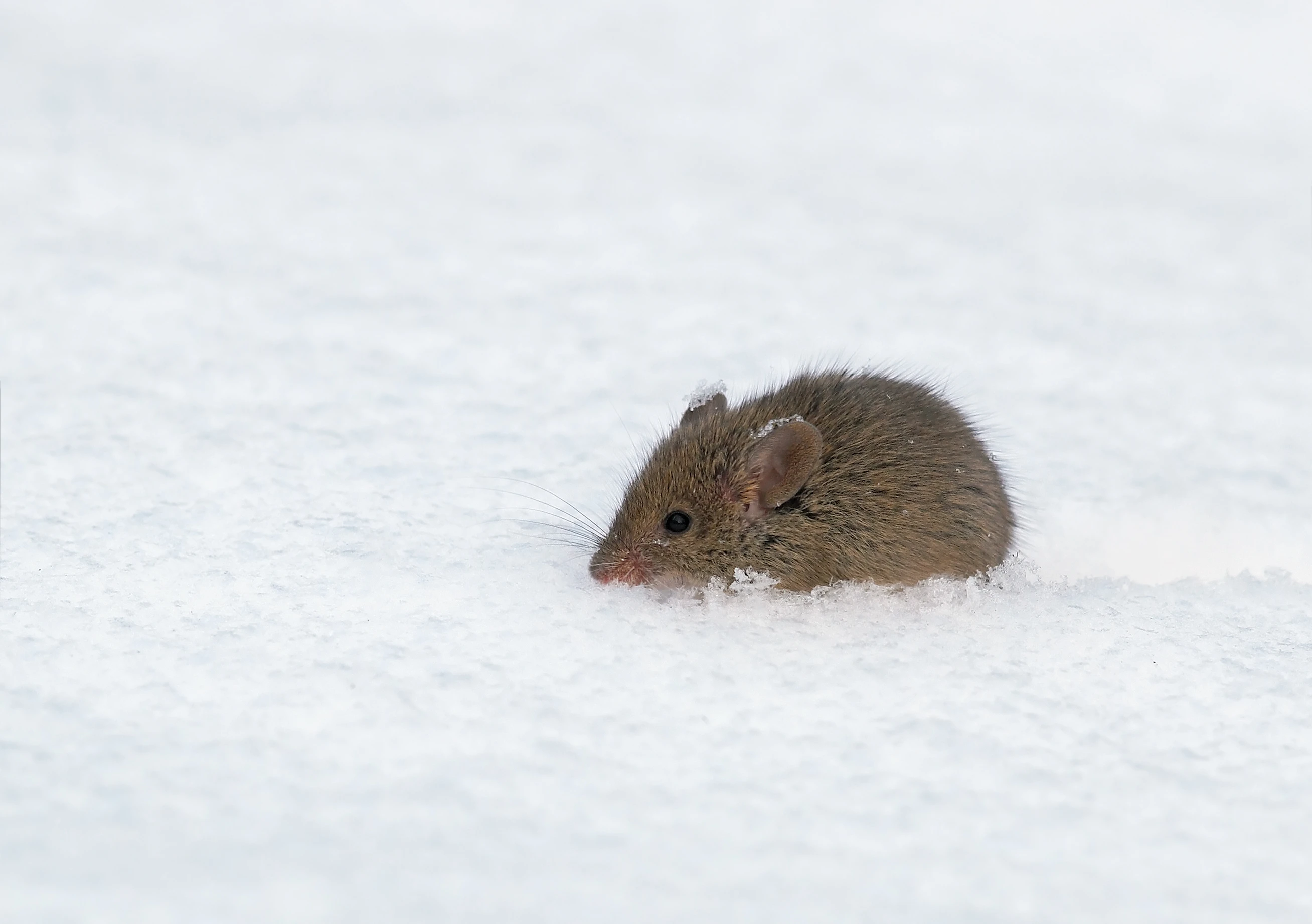 Researchers have disabled the cold sensation in lab mice (Photo: Shutterstock)