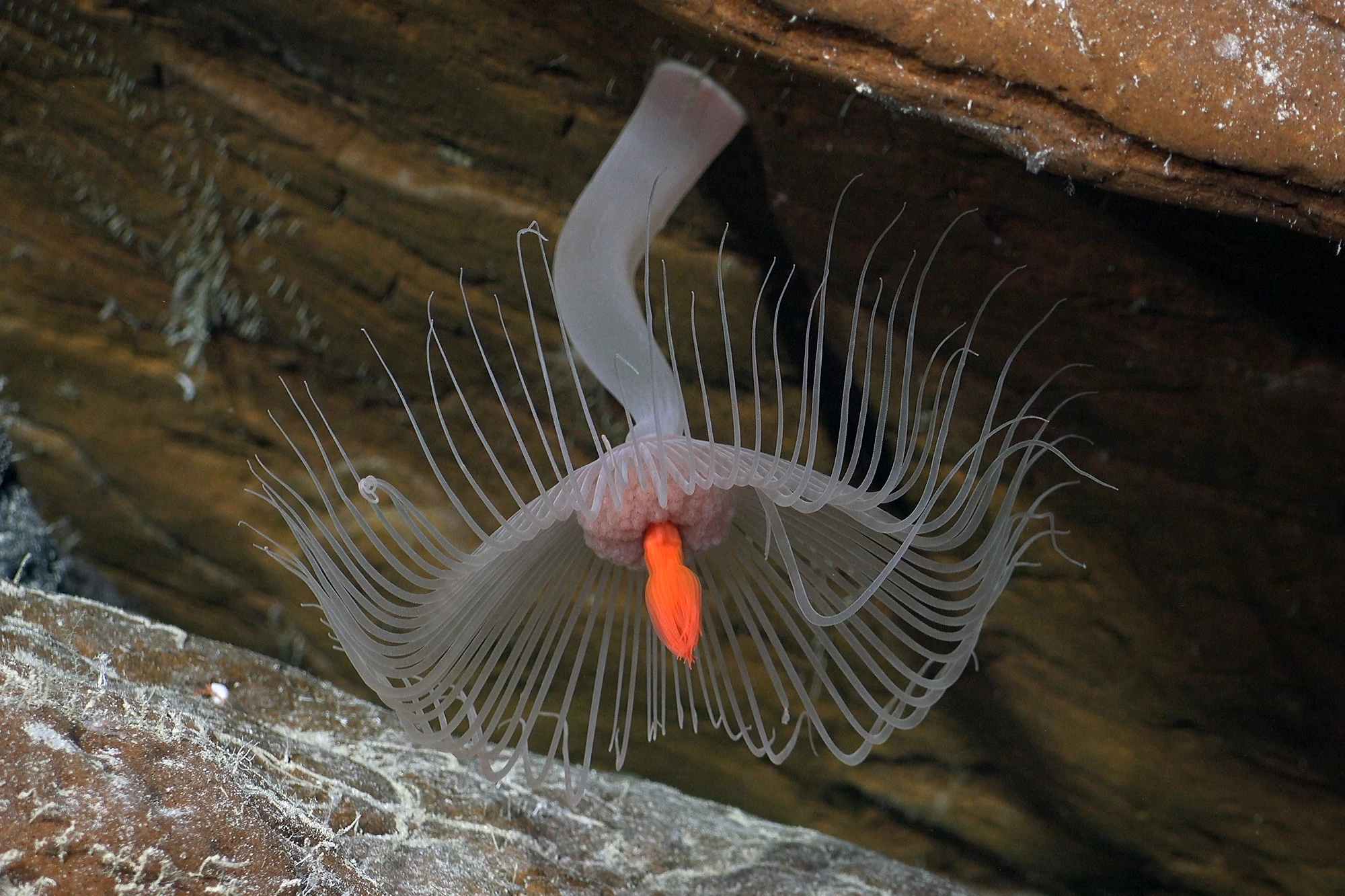 A hydroid located on the northern flank of Rapa Nui (Easter Island) located near the western extent of the Salas y Gómez Ridge of underwater mountains