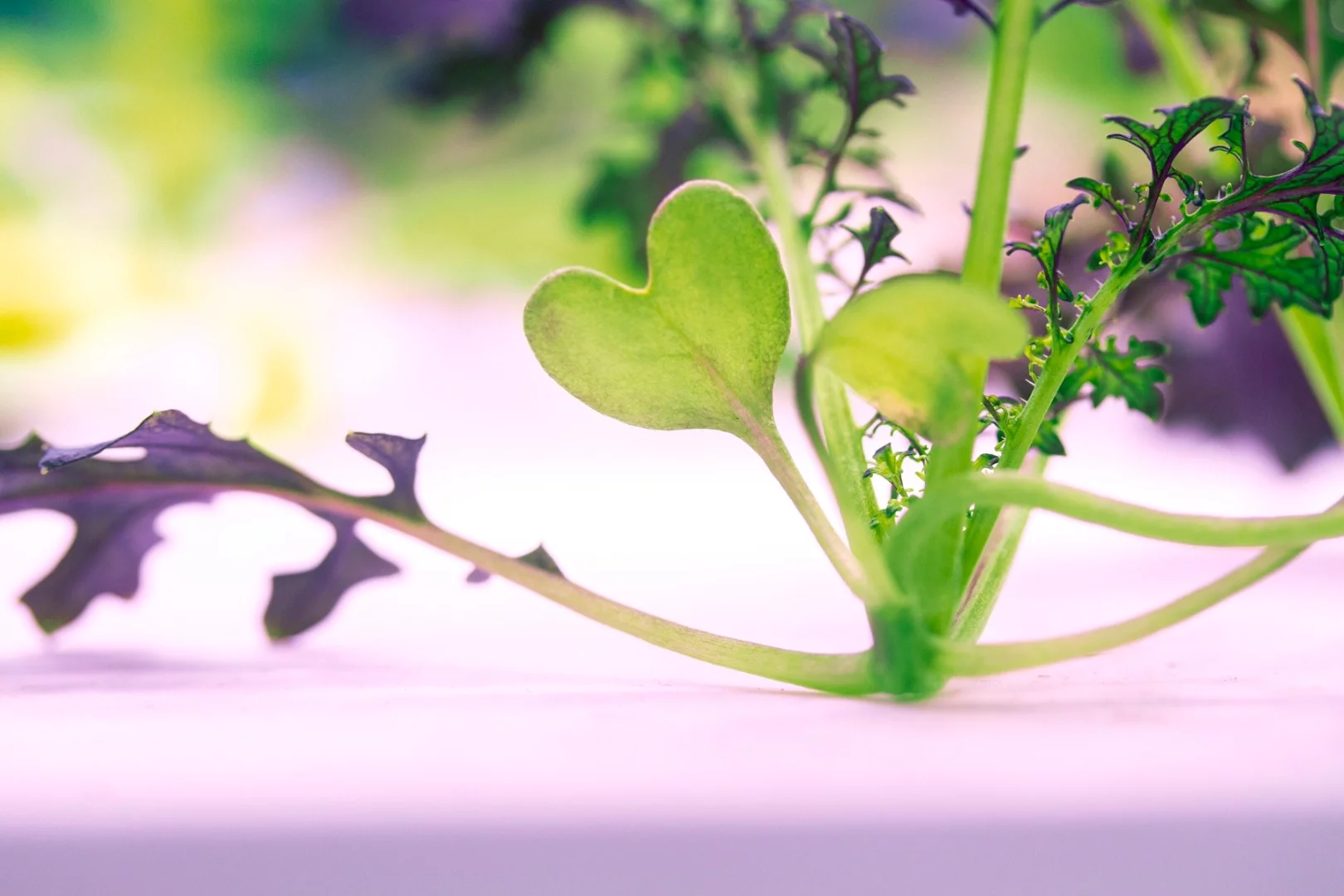 The INFARM can be monitored and controlled using an app, allowing it to be maintained by METRO store employees