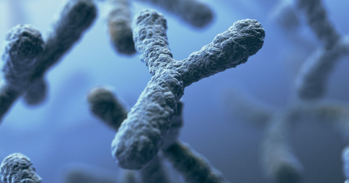 Graphic of a Y chromosome