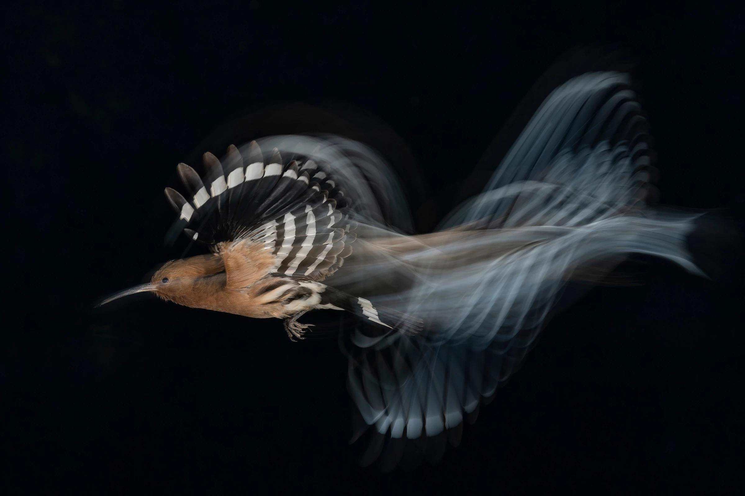 Gold, Birds in Flight. Hoopoe Flight At Low Speed. Common Hoopoe (Upupa epops). Israel. Gadi Shmila, Israel