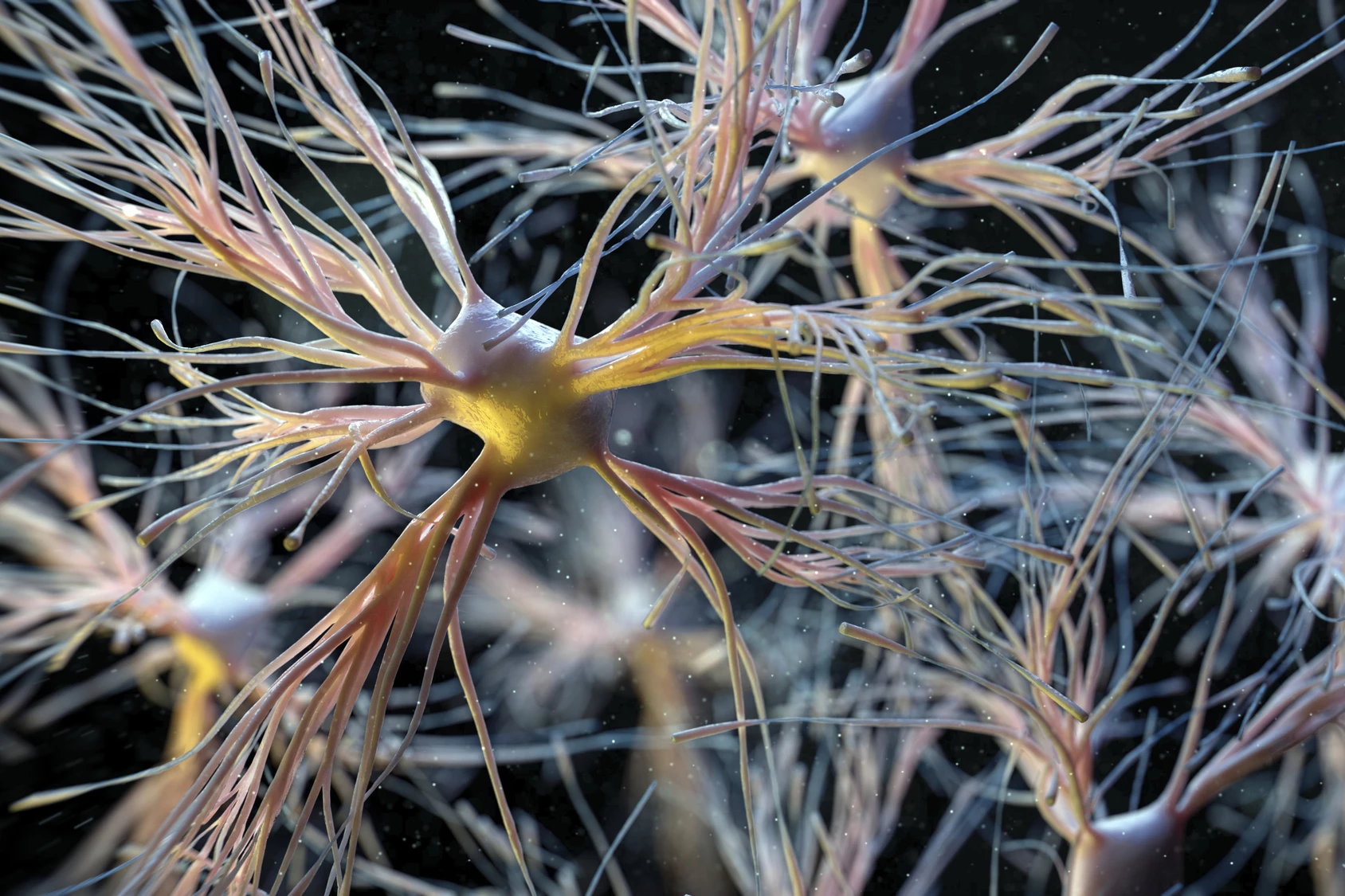A new study has found that a transplant of progenitor glial cells, which differentiate into specialized brain support cells like the astrocyte pictured here, can replace unhealthy and aged cells