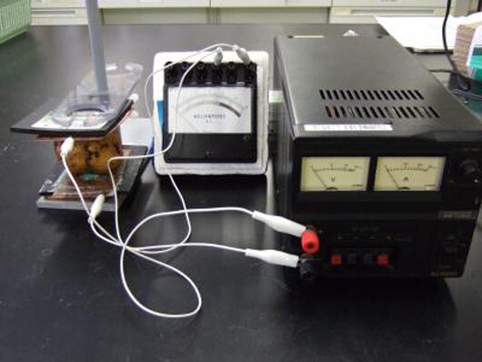Scientists are treating potatoes with ultrasound and electric current to increase their antioxidant content (Image: Kazunori Hironaka, Ph.D.)